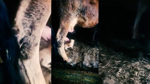 Котенок Пьет Молоко прям из-под Коровы [Кот Пьет Молоко ПРИКОЛЬНОЕ ВИДЕО] смотреть онлайн