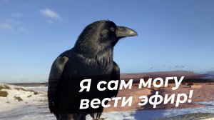 Оставил ворона одного! Что он будет делать?