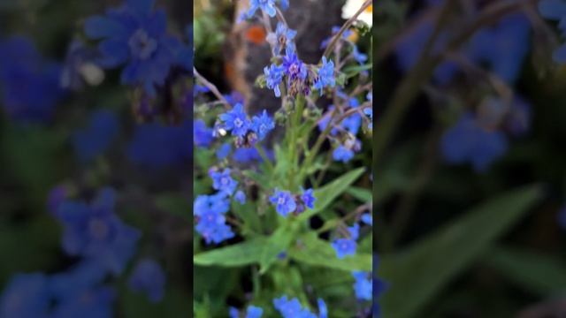 Чернокорень - Гроза мышей.?