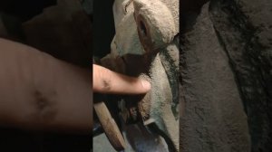 Kia spektra заменяем в ступицы шпильку.