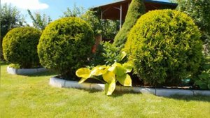 Хоста  гигант Sum and Substance / Big hosta Sum and Substance