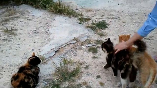 Lots of Cats at the Mosque of Umm Haram in Cyprus смотреть онлайн