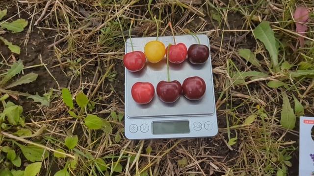 черешня Старкінг, Дачниця, Скіна, Бінг, Сільвія, Угольок, Мелітопольська чорна смотреть онлайн