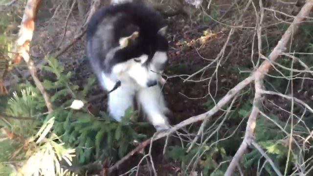 Хаски и ёжик смотреть онлайн