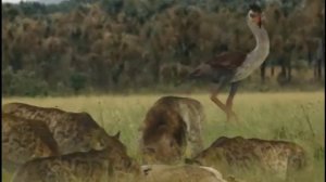 Форорак ( Прогулки с чудовищами )