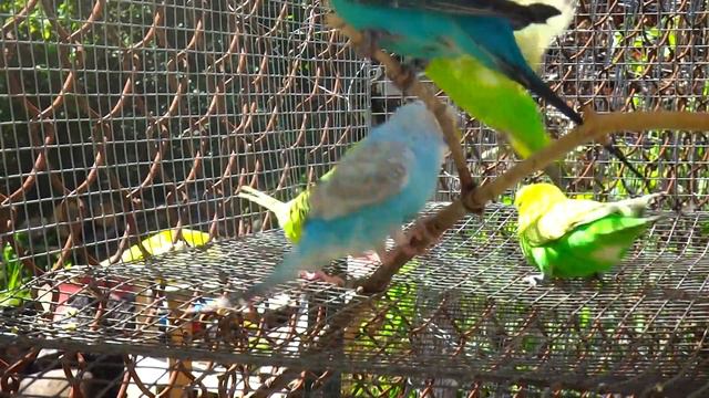 Budgies/Parakeets(Волнистых попугаев) смотреть онлайн