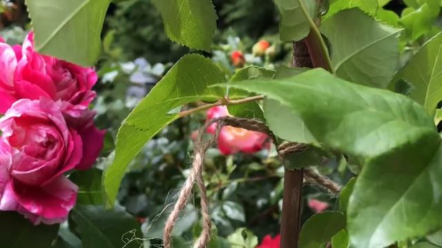 Роза (Инес Састр) Meilland Франция, 2010 смотреть онлайн