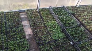 Теплица для цветочной рассады