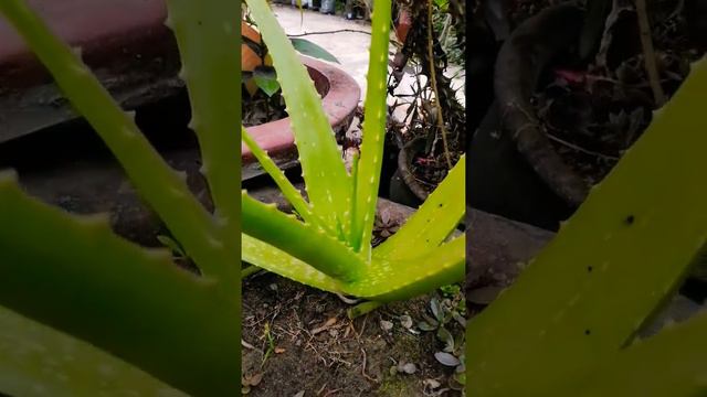 Seedlings of aloe vera plants