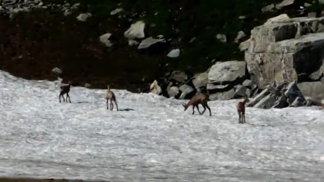 ФОТО ОХОТА ЗА СЕРНАМИ. Кавказ. смотреть онлайн