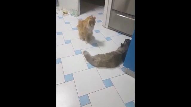 Вязка мейн кун Грейси и Каспера. Питомник кошек мейн кун_MisterCoon