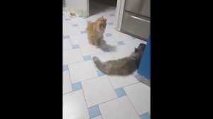 Вязка мейн кун Грейси и Каспера. Питомник кошек мейн кун_MisterCoon