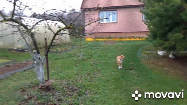 Капризы природы 🌨️🌄🌦️/как кошка с собакой 🐶🐱)