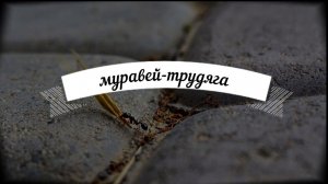 Муравей-трудяга