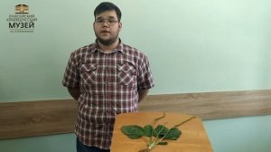 Подорожник большой