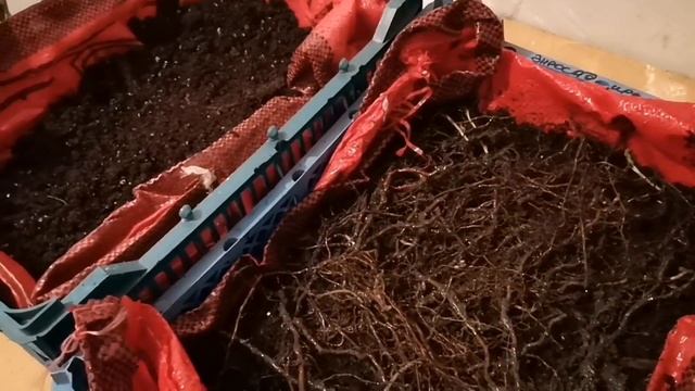 Маточный корень малины, Закладываем на проращивание! смотреть онлайн