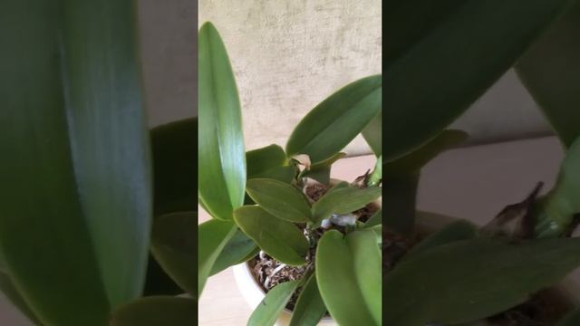 Орхидея Каттлея уход в домашних условиях #shorts смотреть онлайн