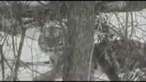 В сети появилось видео неожиданной встречи с амурским тигром