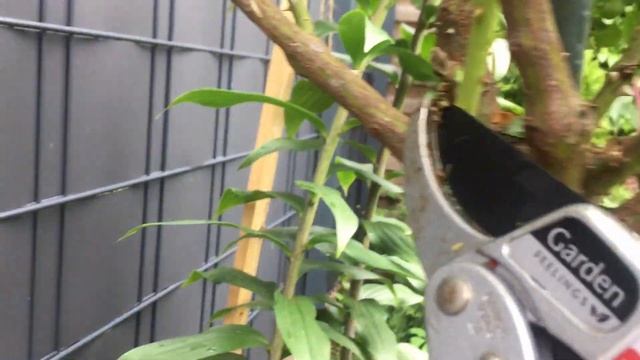 Уход Обрезка штамбовой розы Леонардо да Винчи летом