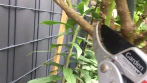 Уход Обрезка штамбовой розы Леонардо да Винчи летом