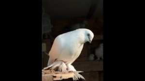 Сафед нуль сиёх ( белые черноносые таджикские бойные голуби ?)??