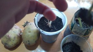 Картофель из ростков