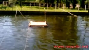 Кормление рыбы живым опарышем ч.2