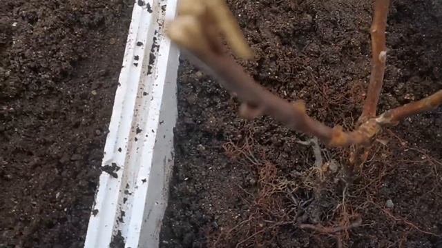 /Малина Маргарита, закладываем на маточный корень//! смотреть онлайн