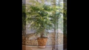 Norfolk Island Pine Bonsai- Araucaria heterophylla