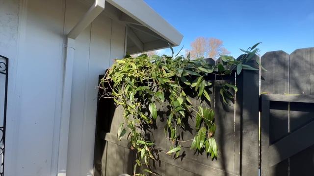 January Front Garden Tour! :: First Garden Tour of 2023! :: California Gardening Zone 9b смотреть онлайн