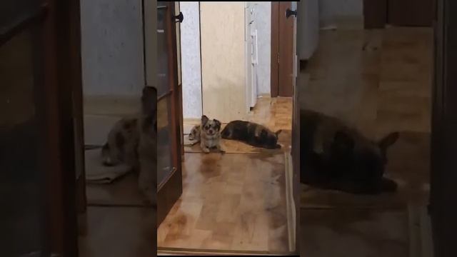 дрессировка по Антуану Наджаряну чихуахуа Ялта и Констанция выпускники питомника Кастропуло Крым смотреть онлайн