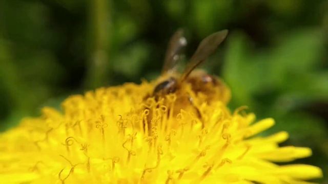 Макросъёмка пчела смотреть онлайн