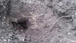 Аааа попался Кротоловка как ловить крота