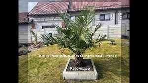 Сажаю пальму "Юбея Чилийская" в открытый грунт. Jubaea Chilensis. #palm