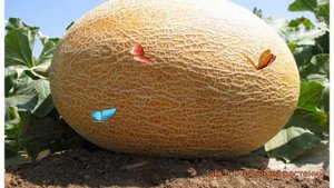 Дыня обыкновенная Фортуна (cucumis melo fortuna) ? Фортуна обзор: как сажать, семена дыни Фортуна