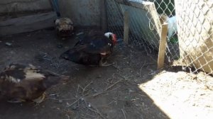 Мускусные утки/Заканчиваем племенной сезон(ч.1)