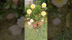 Розмари Харкнесс и Примадонна