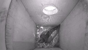 Как стрижи выводят птенцов в скворечнике