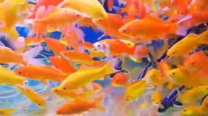 Цветные карпы и осетры на Птичьем рынке