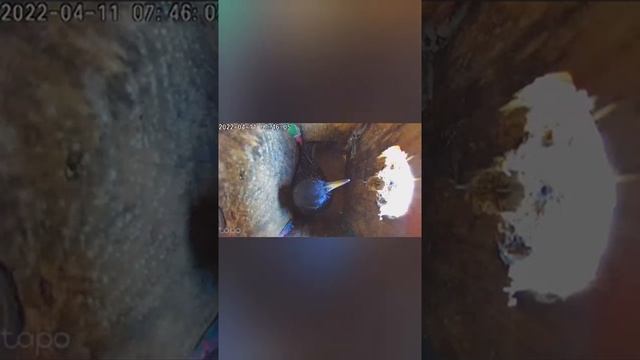 скворечник с камерой смотреть онлайн