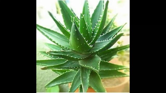 Сонник Алоэ смотреть онлайн