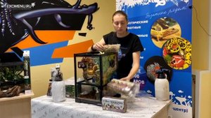Мастер-класс по оформлению террариума Repti Zoo для геккона бананоеда (запись онлайн трансляции)
