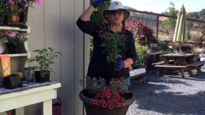 Lots of Flowers in a Container 🌻 | Superbells, Salvia & Surprise 👩🏼🌾 | Plant a Flower