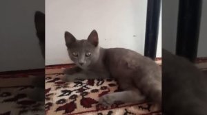 Шоколадный кот. Как вы думаете,какой породы кот?