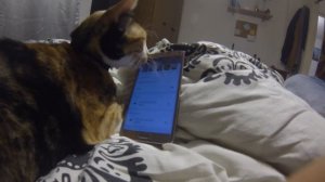 Leeloo The Cat licks the phone with image of pretty girl