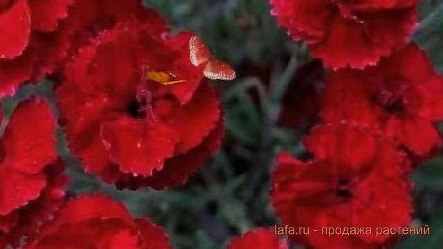 Гвоздика серовато-голубая Бомбардир ? обзор: как сажать, саженцы гвоздики Бомбардир смотреть онлайн