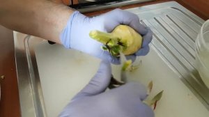Как чистить артишоки