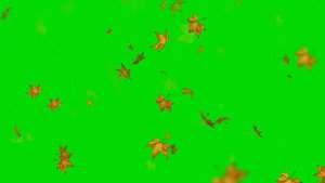 Самый популярный❗❗❗ Футаж❗ осенние листья❗ на зеленом фоне.The most popular Futage is autumn leaves