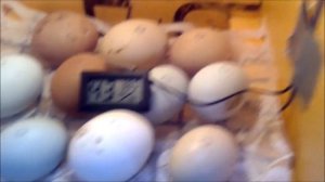 Самодельный инкубатор из пеноплекса. Своими руками.