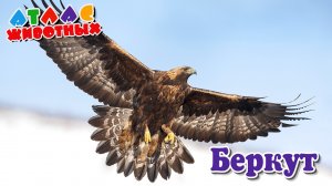 Беркут Атлас животных.mp4